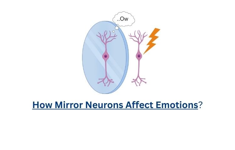 How Mirror Neurons Affect Emotions